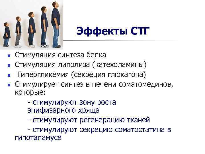 Эффекты СТГ n Стимуляция синтеза белка n Стимуляция Эффекты СТГ n Стимуляция синтеза белка n Стимуляция