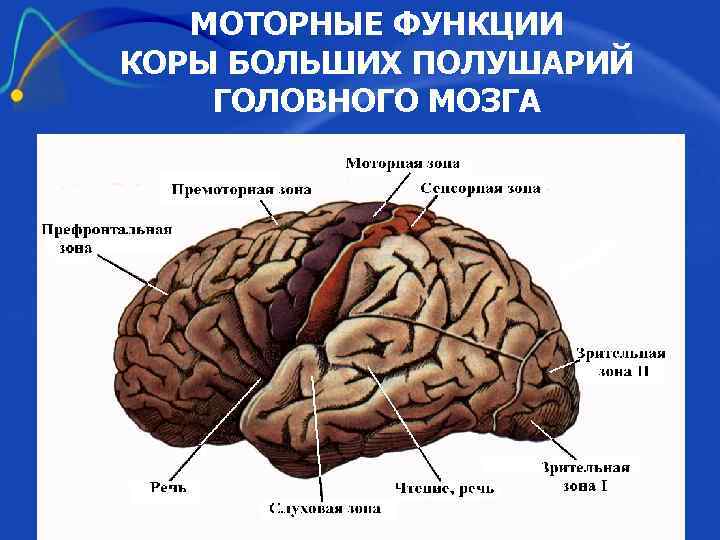 Большие полушария функции таблица. Функции моторной зоны коры головного мозга. Функции коры больших полушарий.