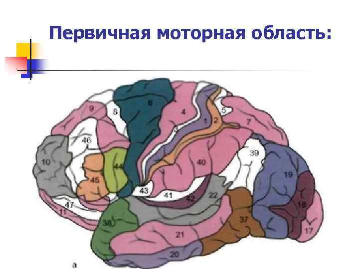 Первичное поле коры. 17 Поле по Бродману. Функциональные поля по Бродману презентация. Мозг поля Бродмана.