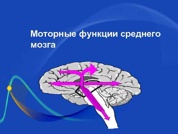 Средний мозг функции. Двигательная функция среднего мозга. Сенсорная функция среднего мозга. Функции среднего мозга человека. Основные функции среднего мозга.