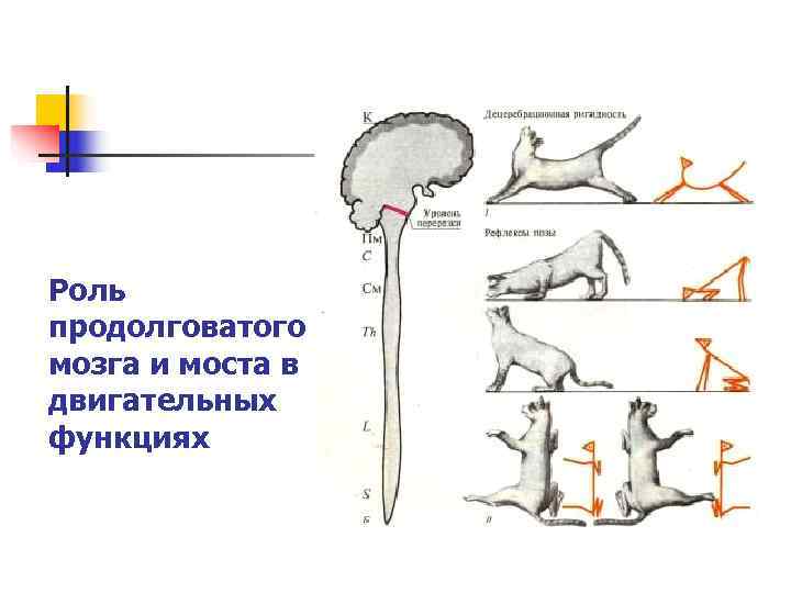 Центр продолговатого мозга и моста