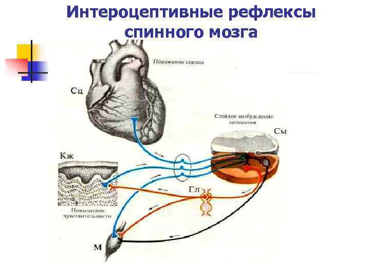 Схема рефлекторной дуги симпатического рефлекса спинального уровня