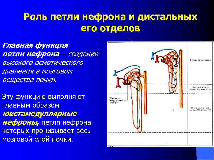  Роль петли нефрона и дистальных   его отделов Главная функция петли нефрона—
