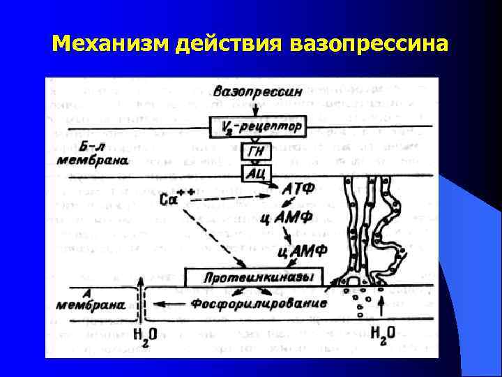 Вазопрессин диурез. Антидиуретический гормон вазопрессин физиология. Схема вазопрессин физиология. Схема регуляции секреции вазопрессина. Механизм активации вазопрессина.