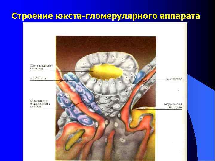Строение юкста-гломерулярного аппарата 
