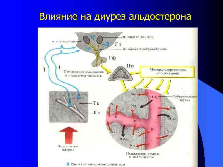 Влияние на диурез альдостерона 
