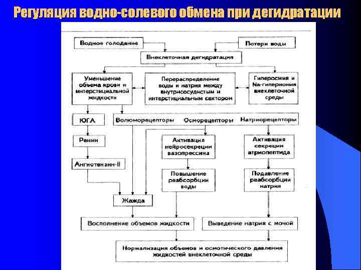 Регуляция водно-солевого обмена при дегидратации 