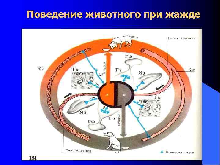 Поведение животного при жажде 