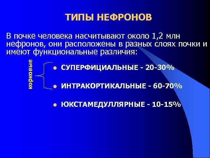     ТИПЫ НЕФРОНОВ В почке человека насчитывают около 1, 2 млн