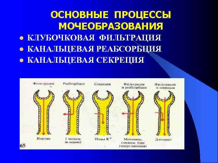   ОСНОВНЫЕ ПРОЦЕССЫ   МОЧЕОБРАЗОВАНИЯ l  КЛУБОЧКОВАЯ ФИЛЬТРАЦИЯ l  КАНАЛЬЦЕВАЯ