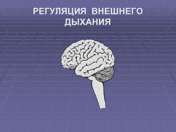 РЕГУЛЯЦИЯ ВНЕШНЕГО  ДЫХАНИЯ 