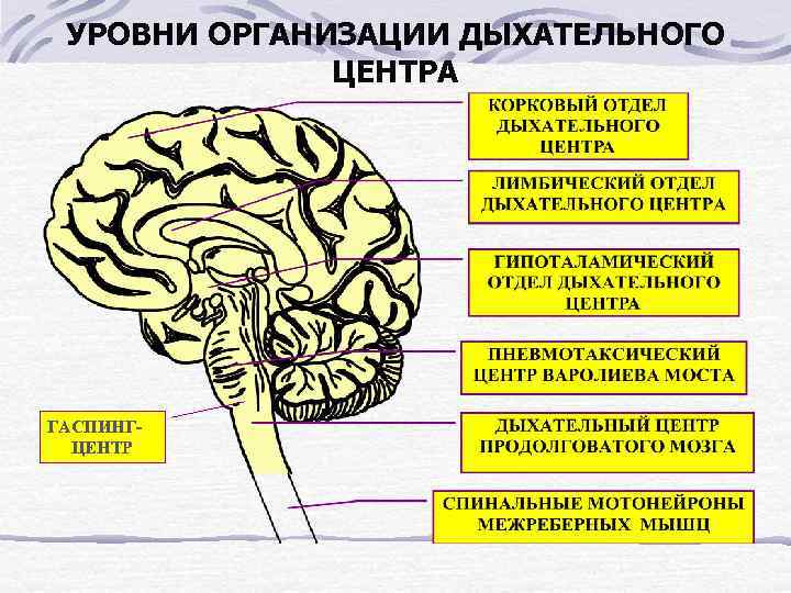  УРОВНИ ОРГАНИЗАЦИИ ДЫХАТЕЛЬНОГО    ЦЕНТРА ГАСПИНГ-  ЦЕНТР 