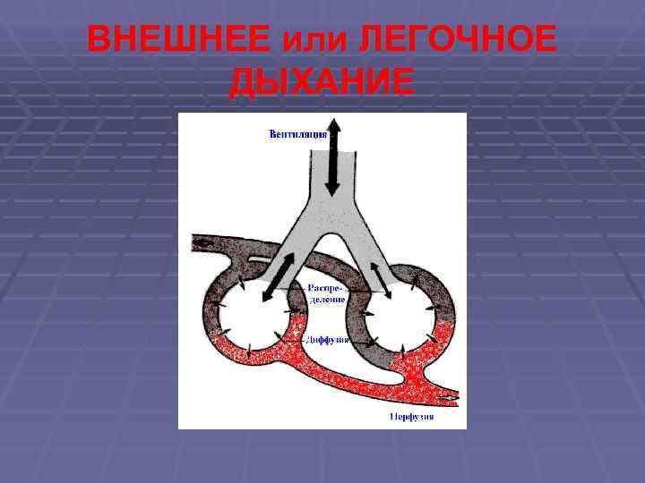 ВНЕШНЕЕ или ЛЕГОЧНОЕ ДЫХАНИЕ 