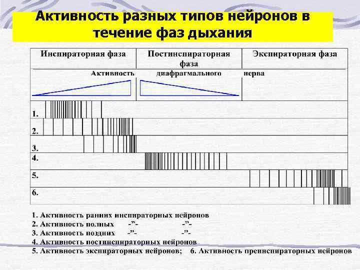 Активность разных типов нейронов в   течение фаз дыхания 