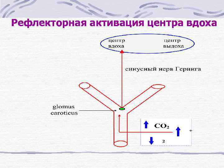 Рефлекторная активация центра вдоха схема