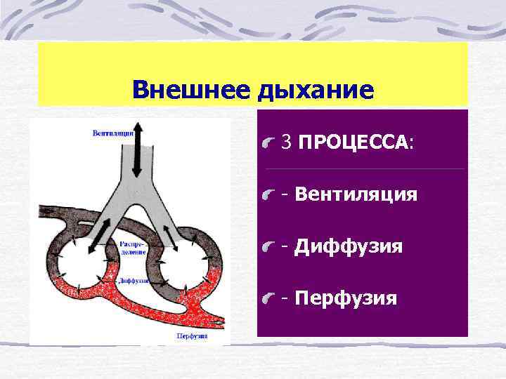 Внешнее дыхание  3 ПРОЦЕССА:  - Вентиляция  - Диффузия  - Перфузия