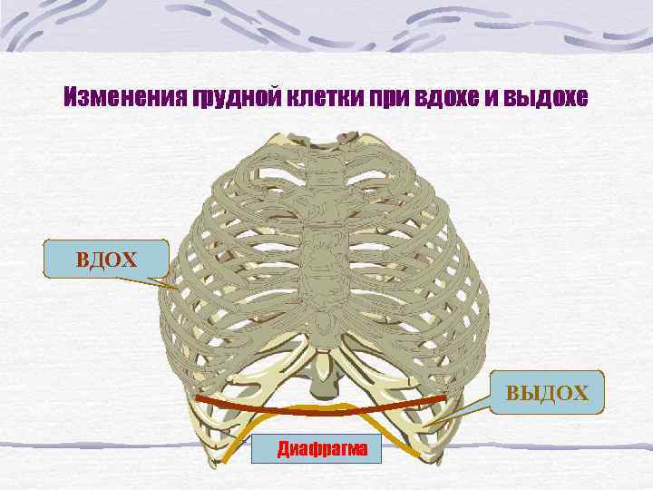 Изменения грудной клетки при вдохе и выдохе ВДОХ      