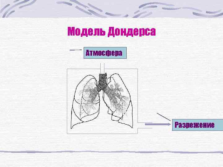 Модель физиолога дондерса