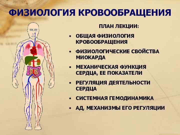 Основные функции кровообращения