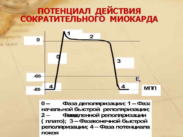   ПОТЕНЦИАЛ ДЕЙСТВИЯ  СОКРАТИТЕЛЬНОГО МИОКАРДА     Ек 