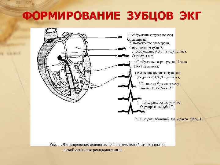 ФОРМИРОВАНИЕ ЗУБЦОВ ЭКГ 
