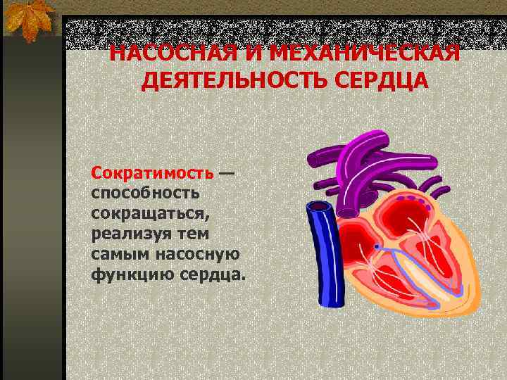 НАСОСНАЯ И МЕХАНИЧЕСКАЯ ДЕЯТЕЛЬНОСТЬ СЕРДЦА  Сократимость — способность сокращаться,  реализуя тем