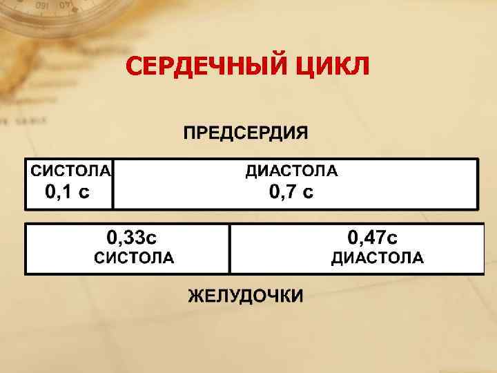 СЕРДЕЧНЫЙ ЦИКЛ 