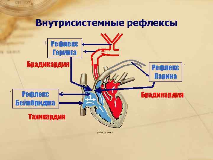 Рефлекс парина схема