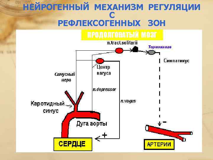 Схема нейрогуморальной регуляции стресс реакции