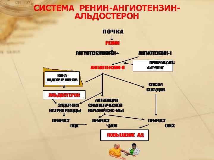 Ренин ангиотензин альдостероновая система физиология схема