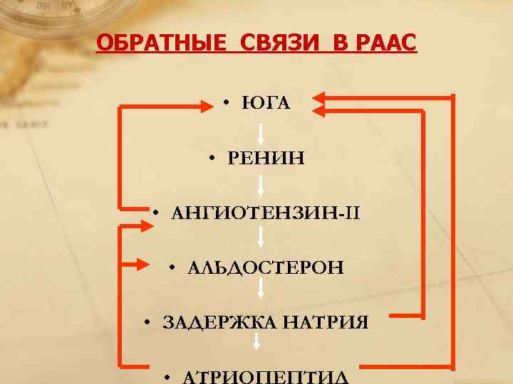 ОБРАТНЫЕ СВЯЗИ В РААС  • ЮГА  • РЕНИН  • АНГИОТЕНЗИН-II 