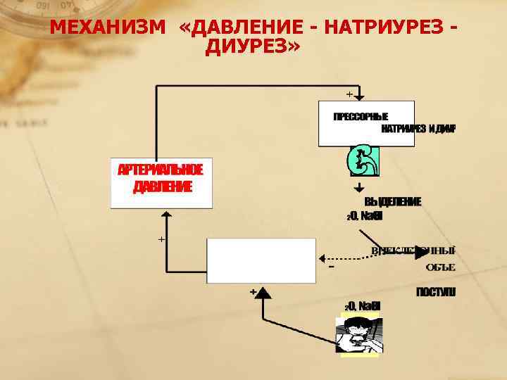 МЕХАНИЗМ  «ДАВЛЕНИЕ - НАТРИУРЕЗ -   ДИУРЕЗ» 