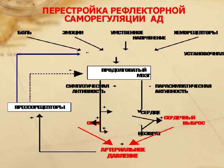 ПЕРЕСТРОЙКА РЕФЛЕКТОРНОЙ  САМОРЕГУЛЯЦИИ АД 