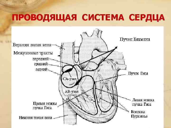 Проводящая система сердца рисунок