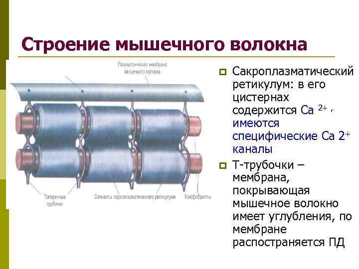 Нарисуйте электрограмму мпп скелетно мышечного волокна