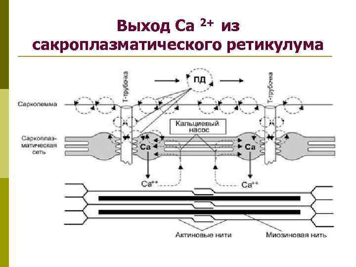 Схема электромеханического сопряжения в миокарде