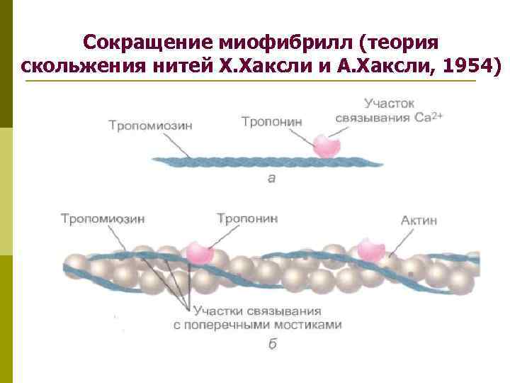 Скользящие нити