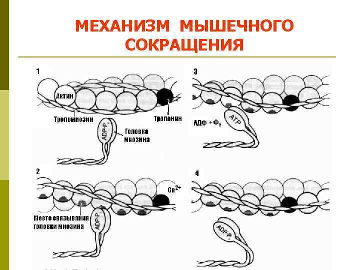 Белки обеспечивающие мышечное сокращение