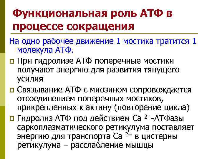 Функциональная роль АТФ в процессе сокращения На одно рабочее движение 1 мостика тратится 1 Функциональная роль АТФ в процессе сокращения На одно рабочее движение 1 мостика тратится 1