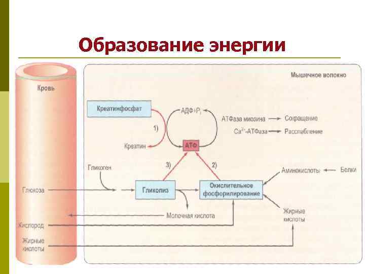 Основной запас энергии в организме человека. Пути образования энергии в организме. Процесс образование энергии в мышцах. Образование и расход энергии в организме человека. Образование и расход энергии это.