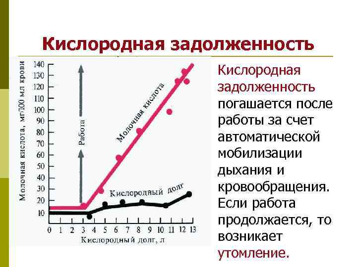 Кислородная задолженность Кислородная задолженность погашается после Кислородная задолженность Кислородная задолженность погашается после