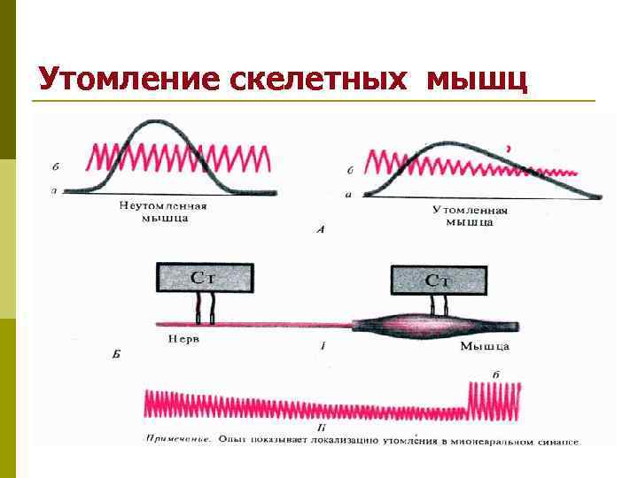 Утомление скелетной мышцы