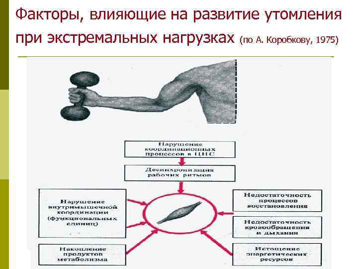 Проба нервной системы