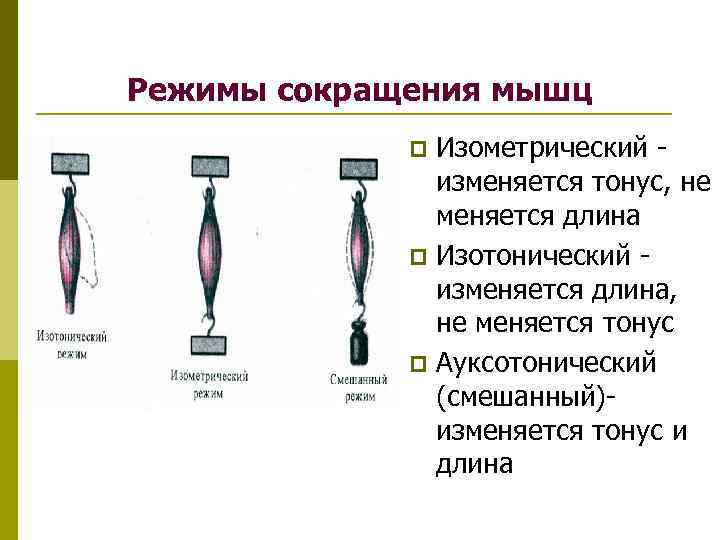 Режимы сокращения мышц физиология. Изотонический и изометрический режимы сокращения мышц. Изотонический и изометрический режим работы мышц. Типы сокращения мышцы изометрическое и изотоническое.