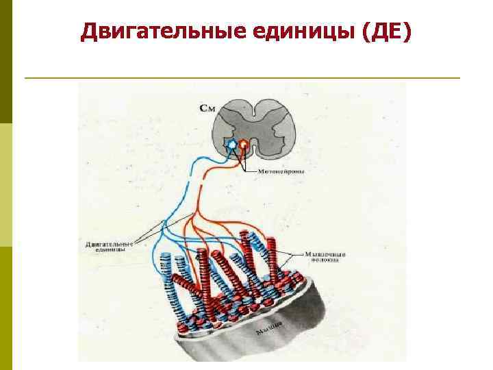 Схема двигательная единица