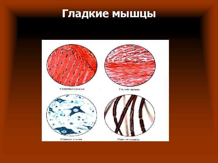Гладкие мышцы Гладкие мышцы