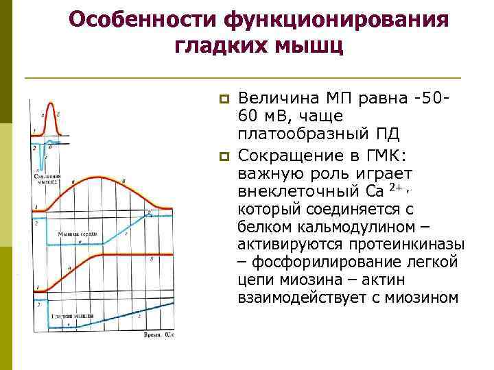 Потенциал покоя гладкомышечного волокна равен. Потенциал действия гладкой мышцы. Потенциал действия гладких мышц. Особенности функционирования гладких мышц. Особенности функционирования гладкой мышцы.