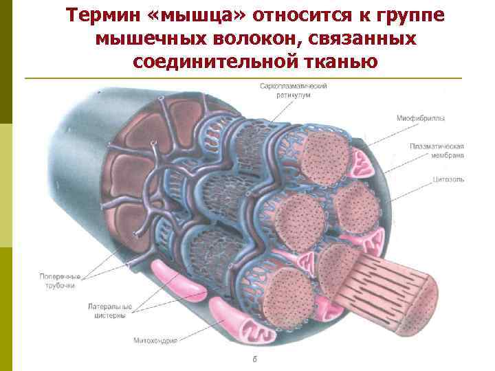 Мышцы термины