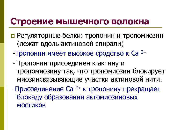 Мышечный белок. Регуляторные белки мышечного волокна. Строение сократительных и регуляторных белков. Регуляторные белки скелетных мышц. Регуляторные белки строение.