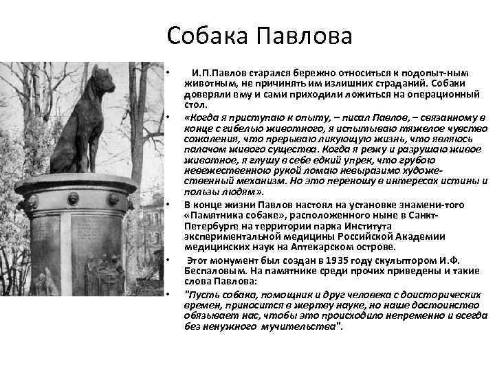 Собака Павлова •  И. П. Павлов старался бережно относиться к подопыт-ным животным, не